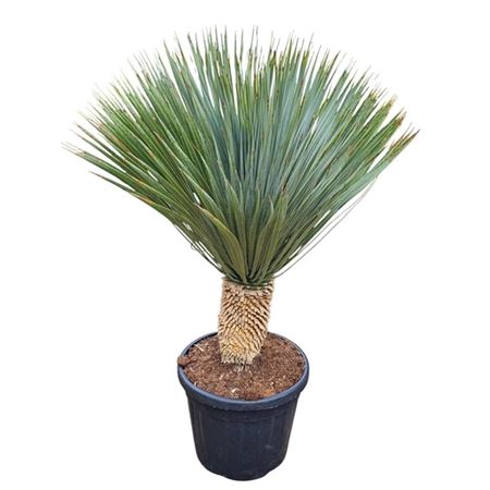 Yucca Rostrata