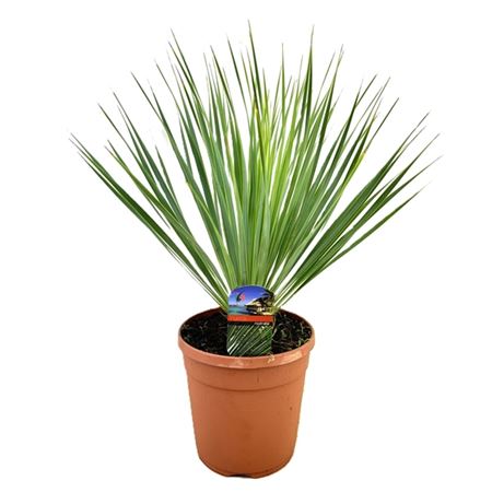 Yucca Rostrata
