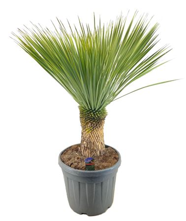 Yucca Rostrata