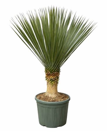 Yucca Rostrata
