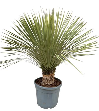 Yucca Rostrata