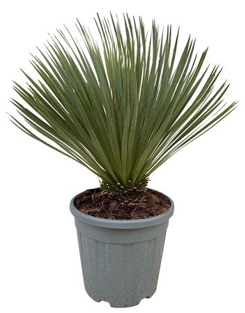 Yucca Rostrata
