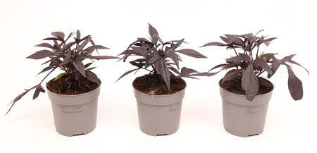 Ipomoea Batatas Purple Sweet Potato