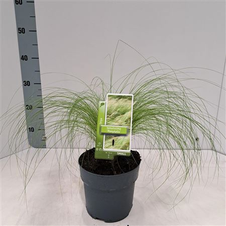 Stipa Tenuissima Ponytails