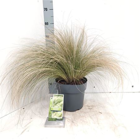 Stipa Tenuissima с хвостиками