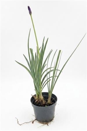 Tulbaghia Violacea