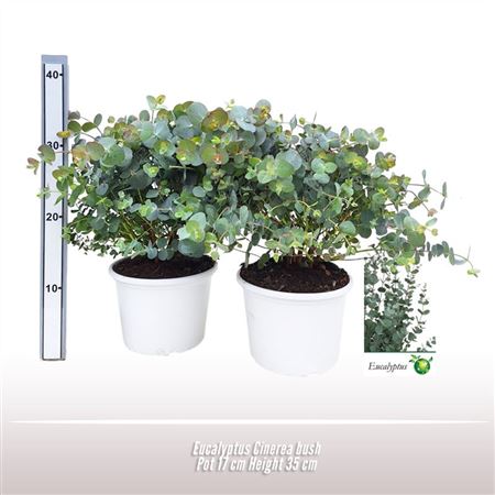 Eucalyptus Cinerea Bush