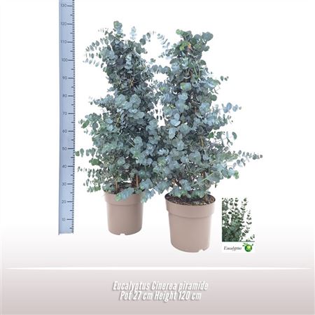 Эвкалипт Синерея Пирамида