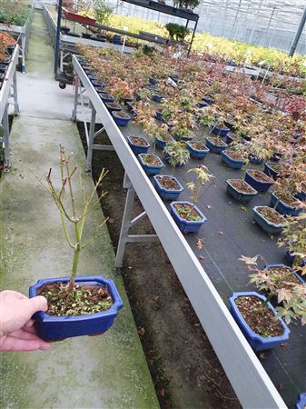 Bonsai Acer Palmatum Little Princess With Driptray
