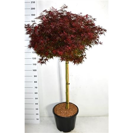 Acer Palm Shaina On Stem