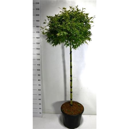 Acer Palm Shaina On Stem