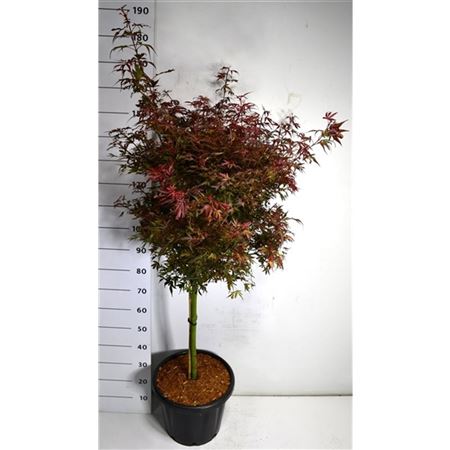 Acer Palm Shaina On Stem