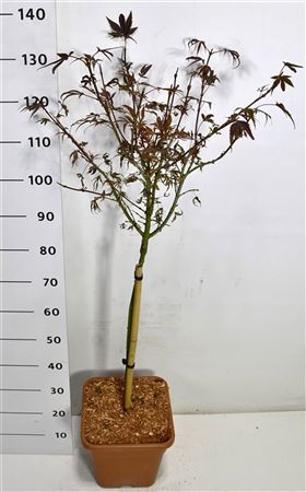 Acer Palm Shaina On Stem