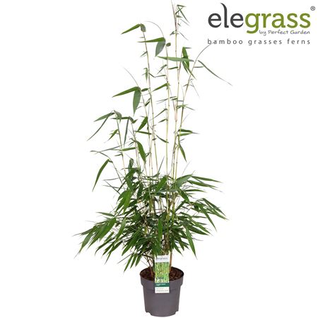 Fargesia Robusta Pingwu