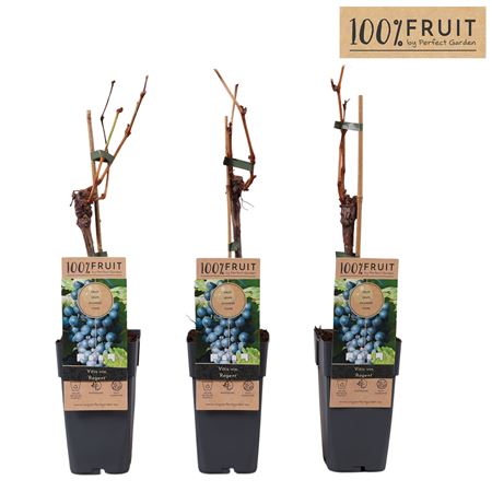 Vitis Vin Regent (grafted)