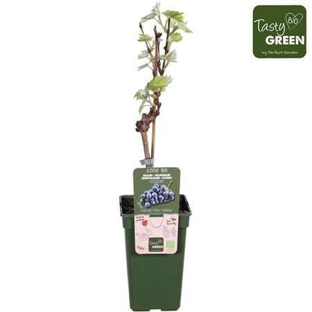 Vitis (grafted) Bio