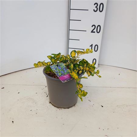 Vinca Minor Illumination