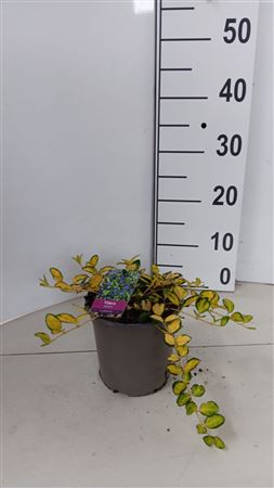 Vinca Minor Illumination