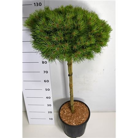 Pinus Nigra Marie Bregeon On Stem