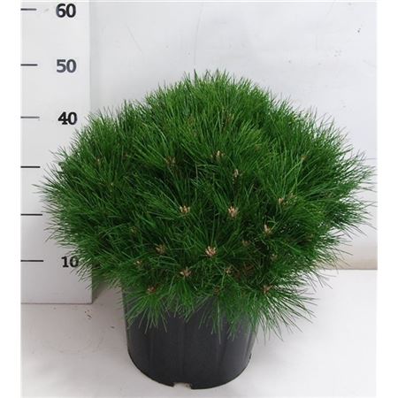 Pinus Nigra Marie Bregeon