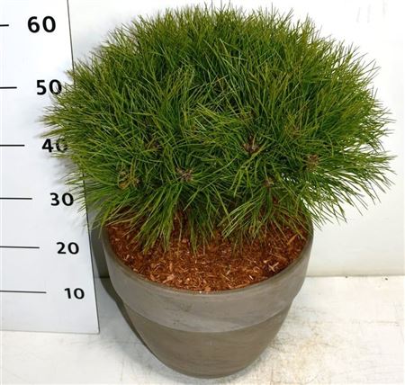 Pinus Nigra Marie Bregeon