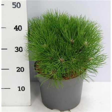 Pinus Nigra Marie Bregeon