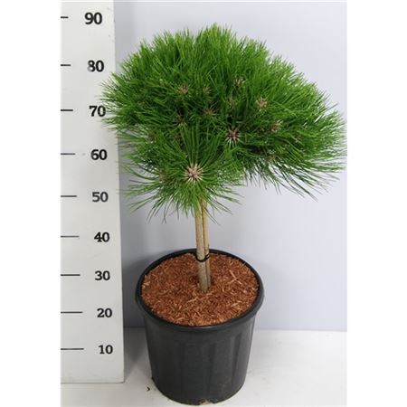 Pinus Nigra Marie Bregeon Pon Pon On Stem