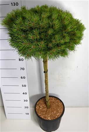 Pinus Nigra Marie Bregeon On Stem