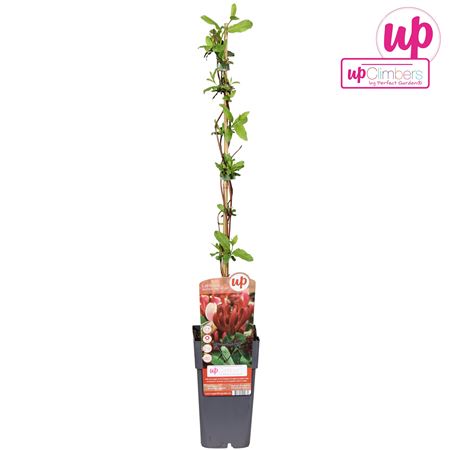 Lonicera Japonica Red World