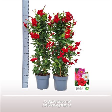 Mandevilla Red On Reck