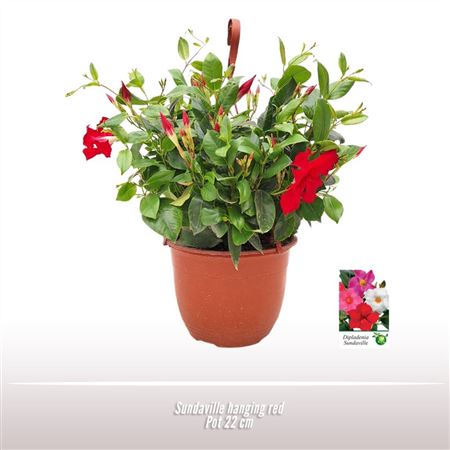 Mandevilla Red On Reck