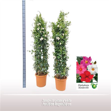 Mandevilla White Pyramid