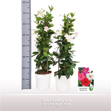 Mandevilla White Pyramid