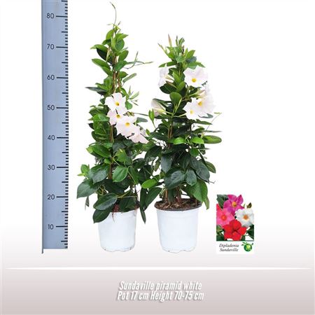 Mandevilla White Pyramid