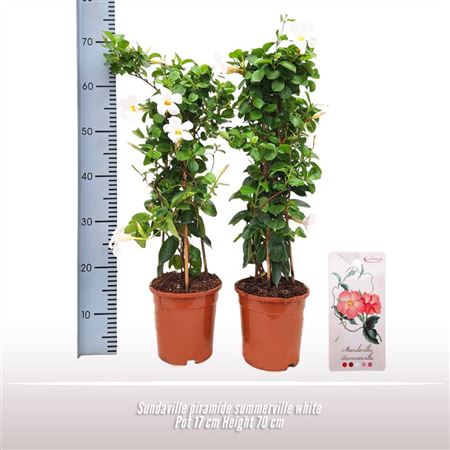 Mandevilla White Pyramid