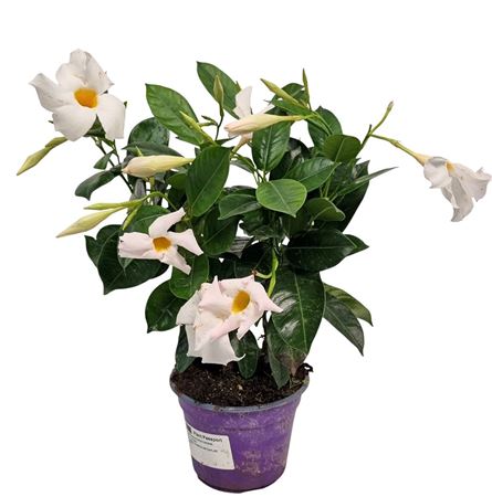 Mandevilla White