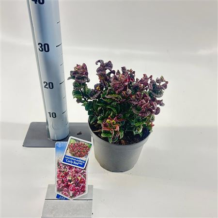 Leucothoë Keiskei Burning Love.