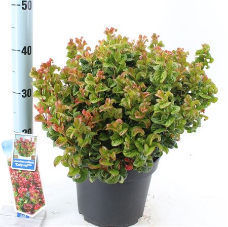 Leucothoe Ax Curly Red