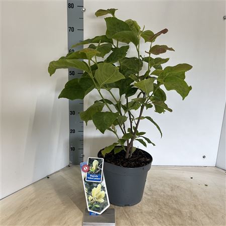 Magnolia Yellow Lantern