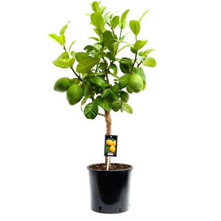 Citrus Bergamot On Stem