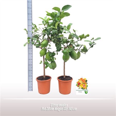 Citrus Cedro On Stem