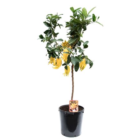 Citrus Hand Of Buddha On Stem