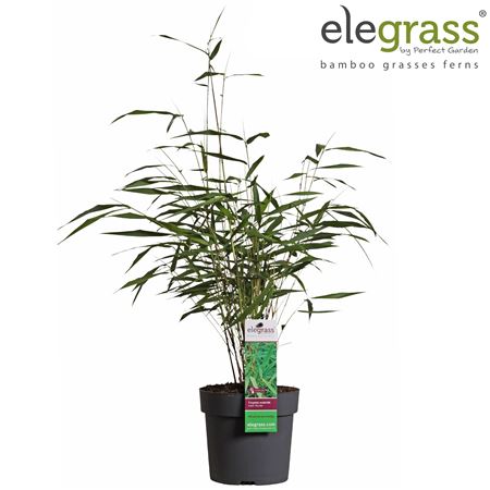 Fargesia Scab Asian Wonder