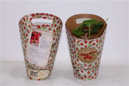 Fragaria Beltran Potcover