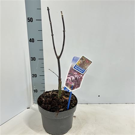 Acer Palm Red Emperor