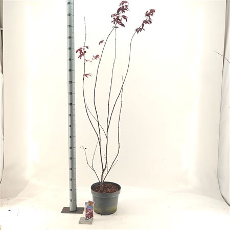 Acer Palm Red Emperor