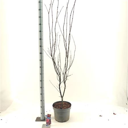 Acer Palm Skeeters Broom