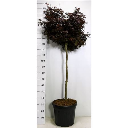 Acer Palm Skeeter's Broom