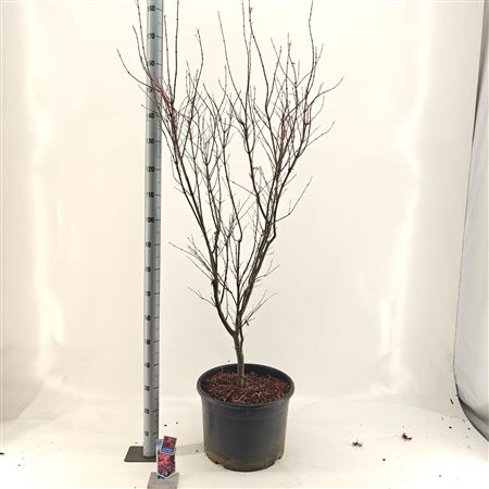 Acer Palm Skeeters Broom