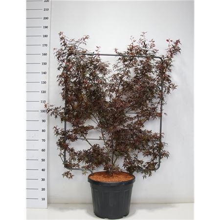 Acer Palm Skeeter's Broom